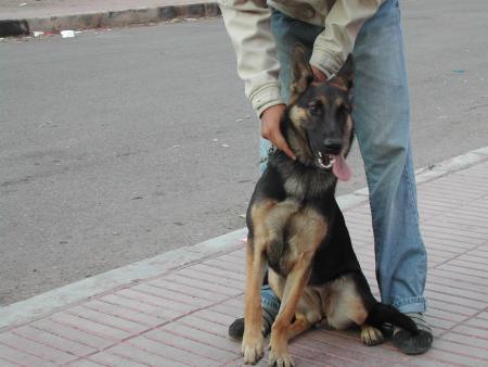 abde     et   le   chin      ilina